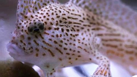 The spotted handfish is critically endangered and found only in a small area of Tasmania.