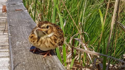 Bird sitting on boardwalk on Duddon Mosses