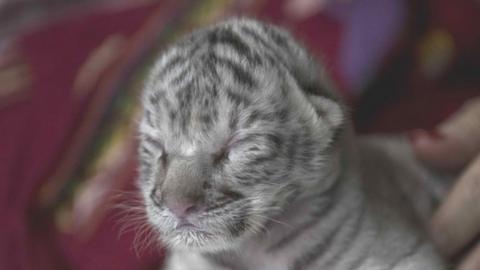 A young female white bengal tiger (Panthera Tigris), named "Nieves", at the National Zoo, in Managua, Nicaragua, 05 January 2021