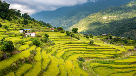Terraced rice fields in Nepal