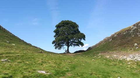 Northumberland tree