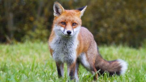 Researchers say urban foxes are becoming more similar to domesticated dogs.