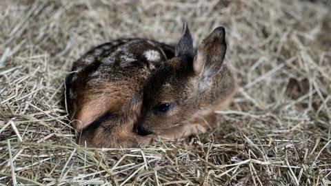 Fawn