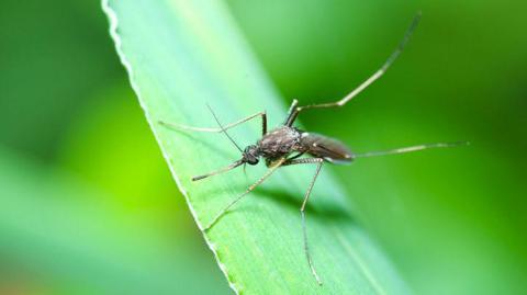 A mosquito on a leaf.