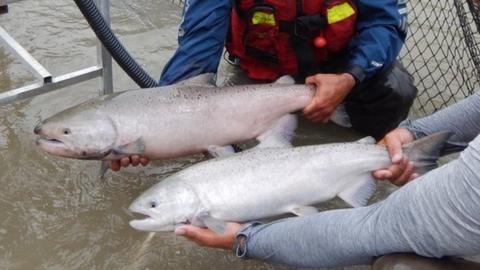 Teams inspect a Chinook Salmon