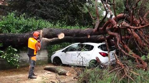 Man chops up fallen tree