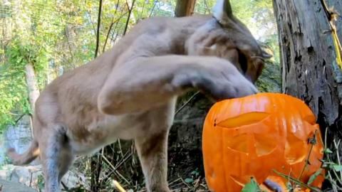 A lioness inspects a pumpkin