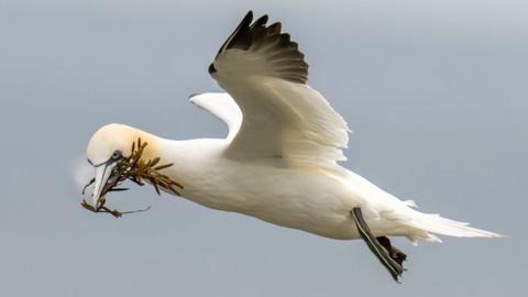 A gannet gathers nesting material