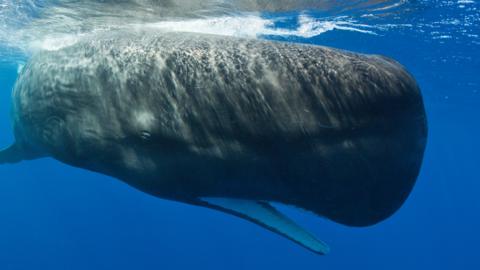 Sperm Whale, Physeter macrocephalus, Caribbean Sea, Dominica (Photo by Reinhard Dirscherl/ullstein bild via Getty Images)