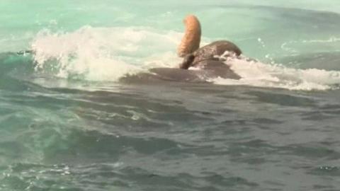 Elephant holds its trunk above the water