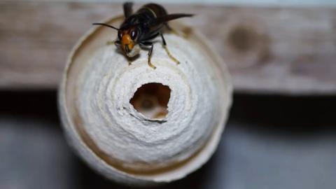 Asian hornet