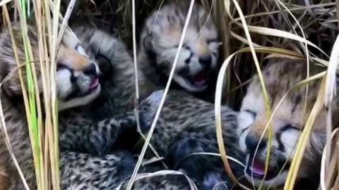 Four cheetah cubs yawning in in Kuno National Park, India