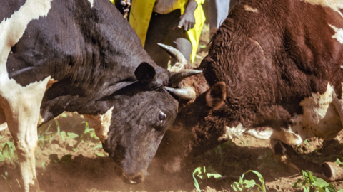 People cheering as two bulls go head-to-head in western Kenya