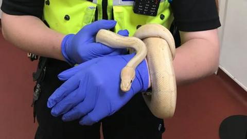Snake held by police officer