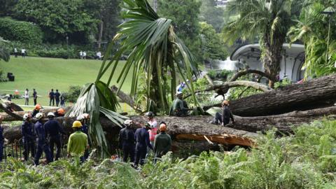 Tree collapse in Singapore