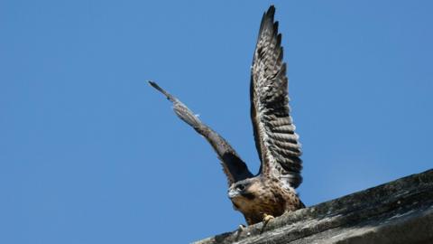 A close up shot of one peregrine falcon, no longer a chick, perched on a ledge with its claws gripping the edge. Both of its wings are raised up high as if it is about to launch. Its fathers are black and pale grey, and its body is mottled brown and black. 