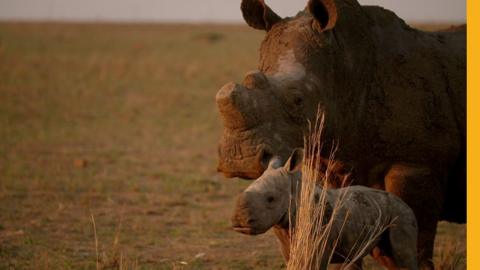 Mother and baby rhino