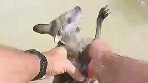 Australian police officer holds baby kangaroo in his hands after rescuing him