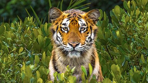 A young Royal Bengal tigress stands amongst mangrove bushes in the Sundarbans Biosphere Reserve, India