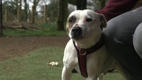 Ronnie y staffie