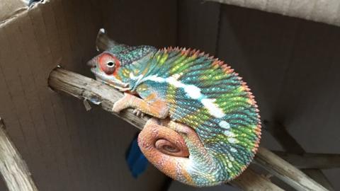 A panther chameleon on a stick in a large box