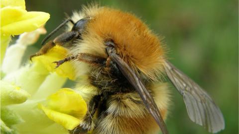 Brown-banded carder bee