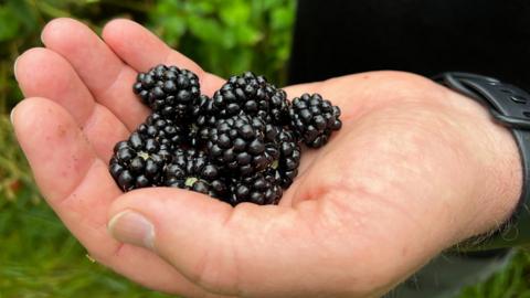 Blackberries in a hand