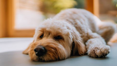 A fluffy dog laying on the floor with a sad expression on its face.
