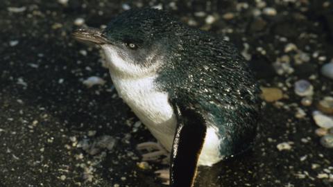 Little penguin (Eudyptula minor),standing in shallows Eaglehawk Neck, southeast Tasmania, Australia.