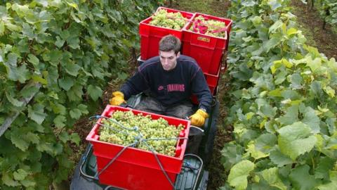 Harvesting grapes