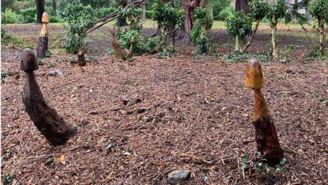 Mushroom carvings at Cwmdonkin park