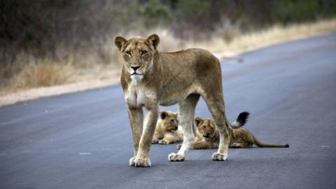 Lioness and cubs in Kruger National Park