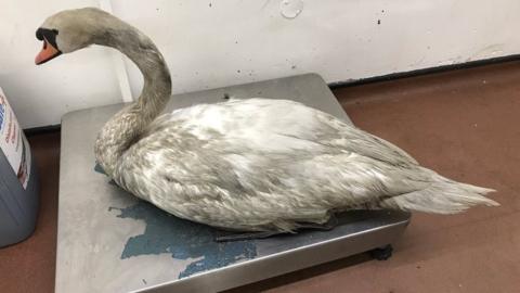 Rescued swan