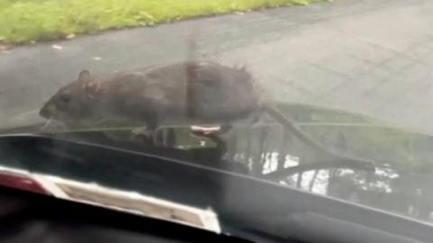 Rat on the hood of a car