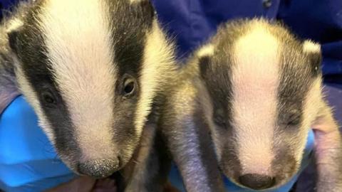 Two badger cubs