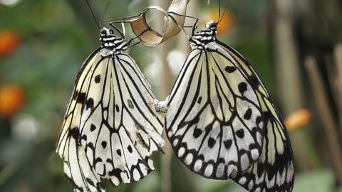 White tree nymph butterfly