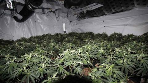 Cannabis plants in the property