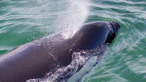 Orca spotted in Holm Pier, Orkney