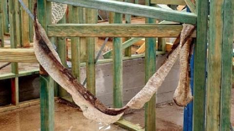 The snake's "freshly shed" skin, which was found hanging from wooden planks at a building site in Sydney