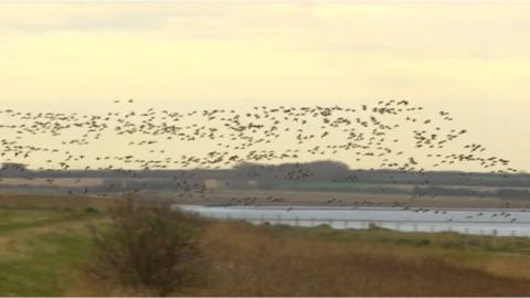 Birds flying over Graveney