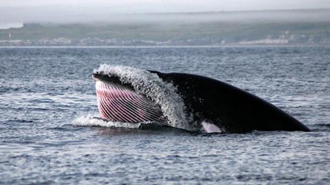 Minke whale