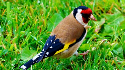 The bird has landed on a grassy field where water droplets hang off some of the green spikes. It is a colourful creature with a red, white and blue head. Its small body is mainly brown, with some yellow feathers and blue wings that have white dots on them.