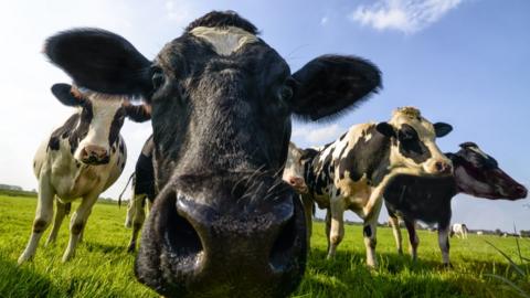 Cows in a field