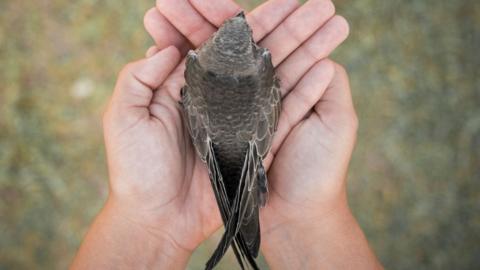 Swift bird in hands