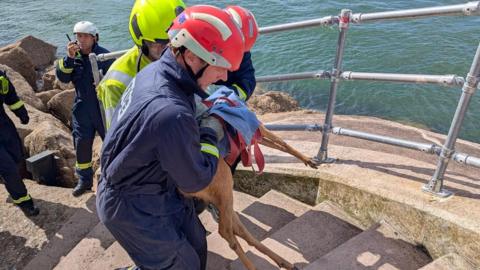 Rescuers wearing hard hats are standing on steps next to the water after rescuing the deer. Three men are walking up the stairs holding the animal. It has been wrapped in a towel. Metal barriers are running down the side of the steps.