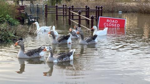 Ducks in flood water