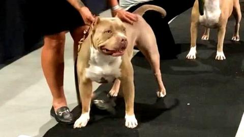 American bullies at a dog show