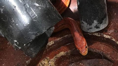 Corn snake near drainpipe