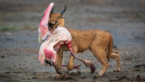 A caracal carrying it's prey, a flamingo, in Ndutu, Republic of Tanzania