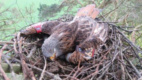 A dead red kite in its nest